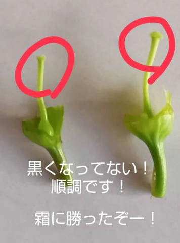 さくらんぼ霜被害…今年は？