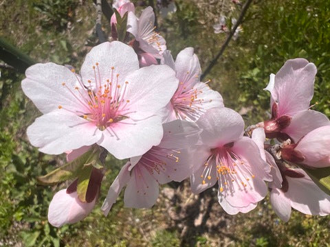 とっても愛おしいアーモンドの花