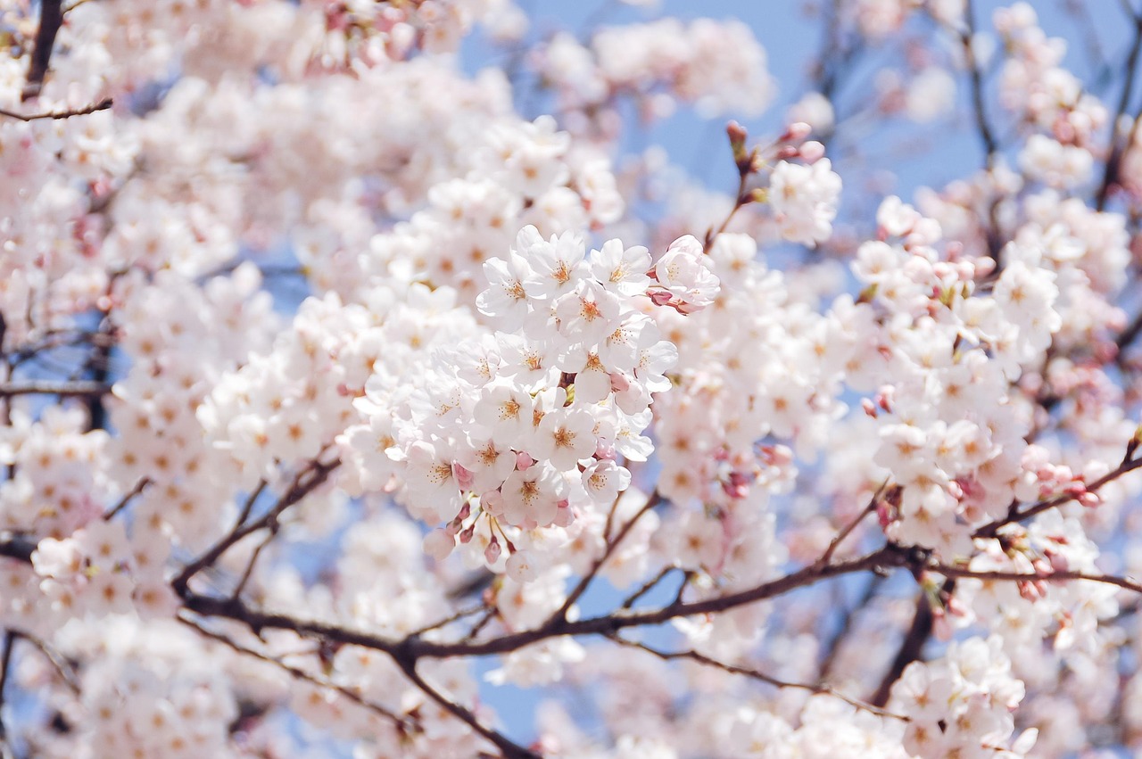 桜からさくらんぼができるの？？？