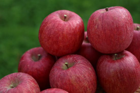 山形県朝日町和合産 サンふじ