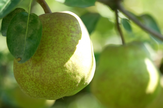 山形県のラ・フランス