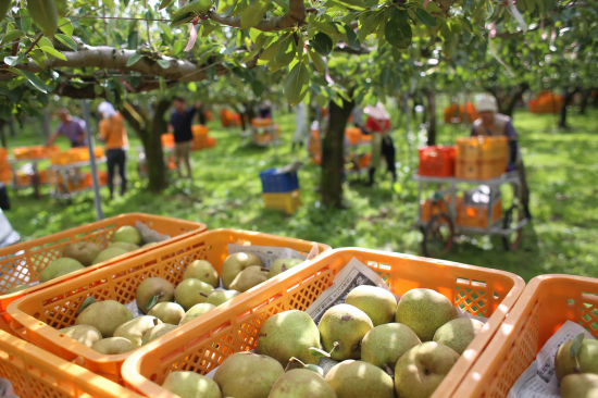 ラフランス収穫