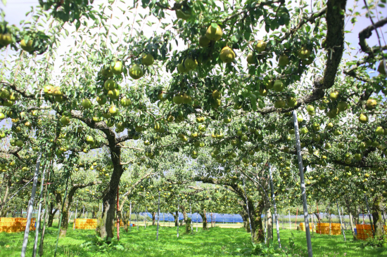 木になっているラ・フランス