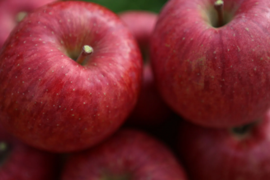 山形県朝日町和合のサンふじ