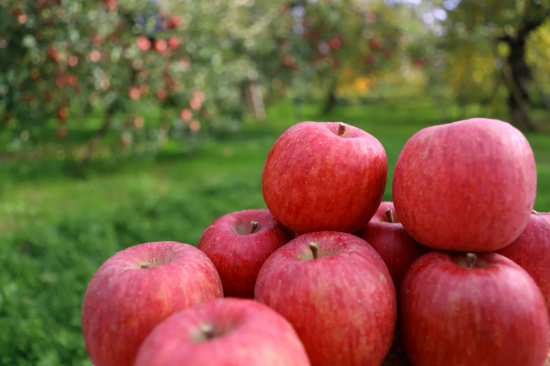山形県朝日町のサンふじ