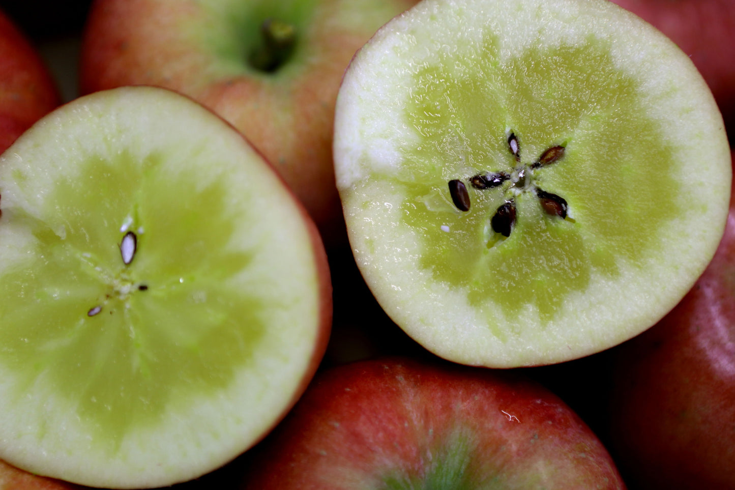 【数量限定】驚きの蜜入りりんご こうとく 6玉