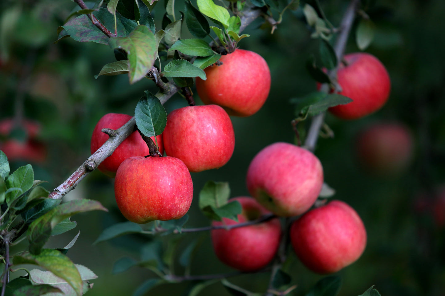 【数量限定】驚きの蜜入りりんご こうとく 6玉